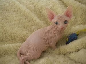 Sphynx kittens Stuttgart - photo 1