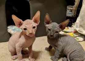 Sphynx kittens Берлін