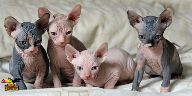 Sphynx kittens Бремен - изображение 1