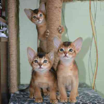 Abyssinian kiattens Штутгарт