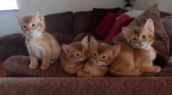 Abyssinian kittens Ганновер