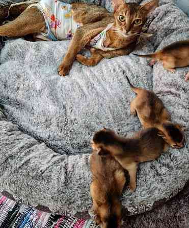 Abyssinian kittens Saarbruecken