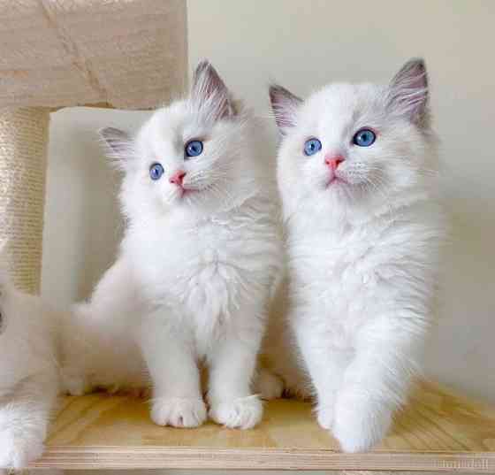 Ragdoll kittens Шверін