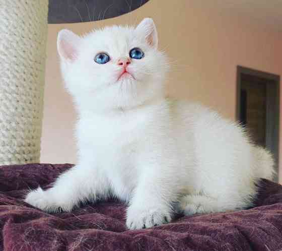 Ragdoll kittens Erfurt