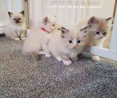 Ragdoll kittens Штутгарт