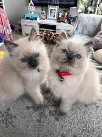 Ragdoll kittens Hannover