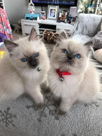 Ragdoll kittens Hannover - изображение 1