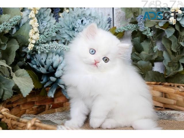 persian kittens Гамбург - изображение 1