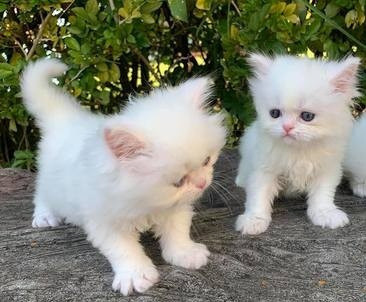 persian kittens Дрезден - изображение 1