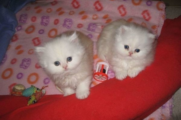 Persian kittens Берлин - изображение 1