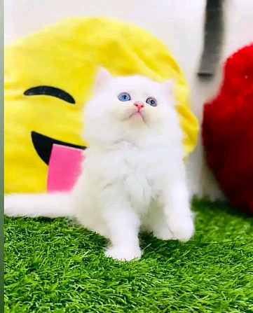 Persian kittens Потсдам - изображение 1