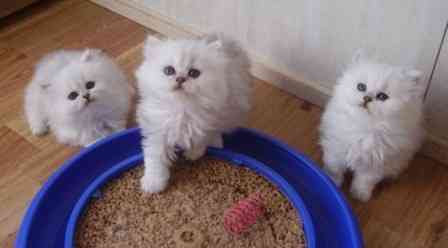 Persian kittens Потсдам