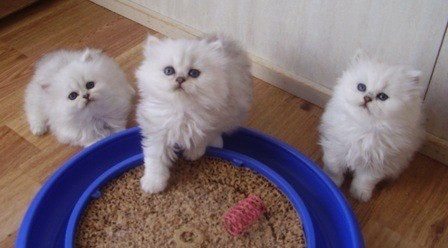 Persian kittens Потсдам - изображение 1