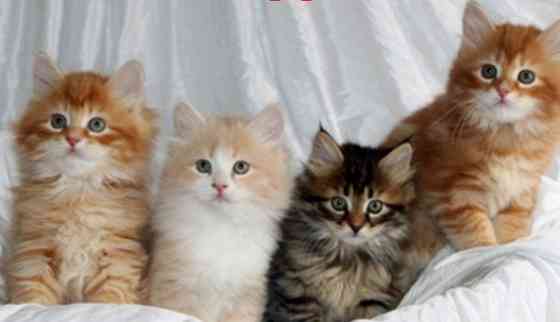 Siberian kittens Берлін