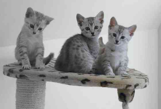 Egyptian mau kittens Берлин