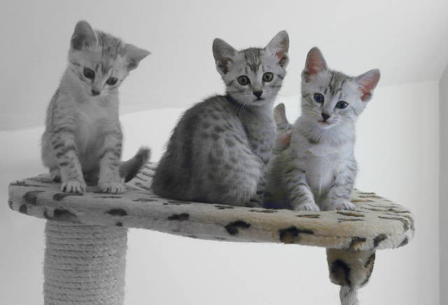 Egyptian mau kittens Berlin - photo 1