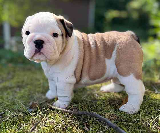 English Bulldog puppies Берлін