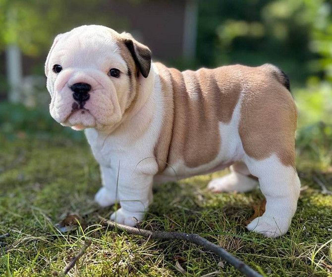 English Bulldog puppies Берлин - изображение 1