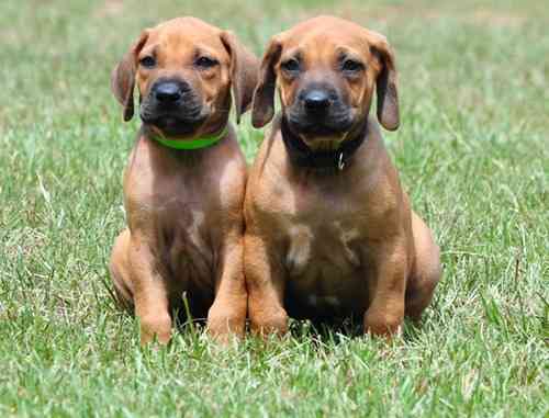 Rhodesian Ridgebeck Puppies Berlin