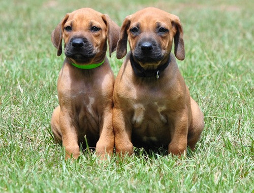 Rhodesian Ridgebeck Puppies Berlin - photo 1