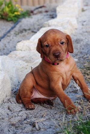 Vizsla puppies Berlin - photo 1