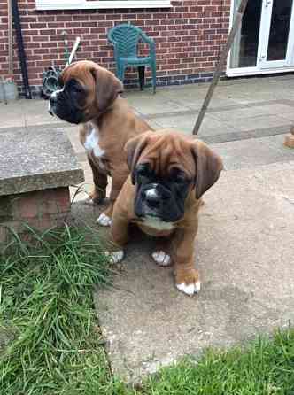 Boxer Puppies Берлин