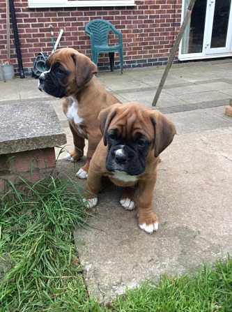 Boxer Puppies Berlin - photo 1