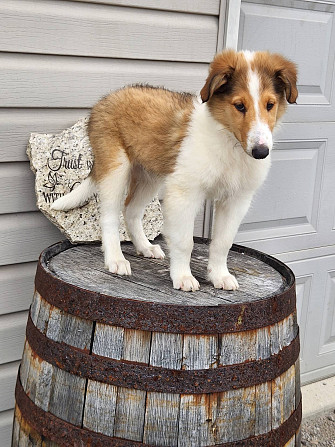 Collie Puppies Berlin - photo 1