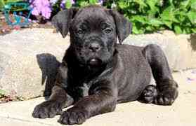 Cane Corso Puppies Berlin