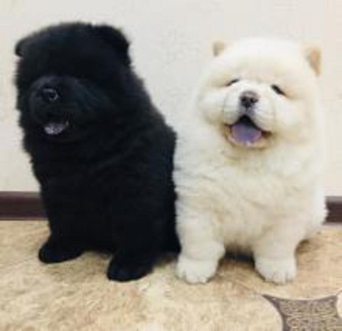 Chow chow Puppies Берлін - изображение 1