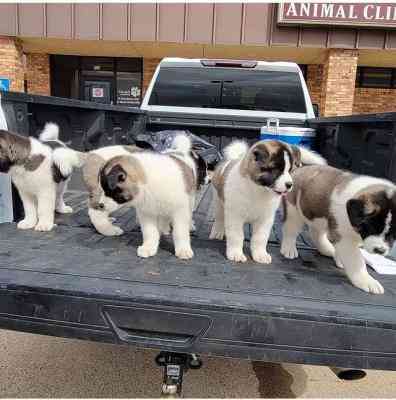 Akita Puppies Берлин