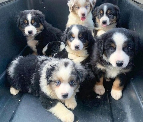 Australian Shepherd Puppies Берлін - изображение 1