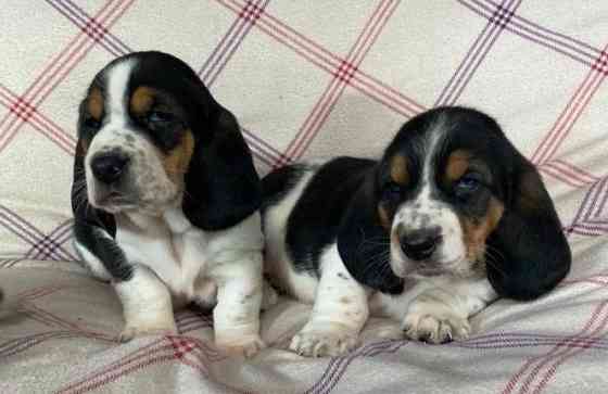 Basset Hound Puppies Берлін