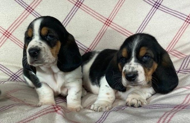 Basset Hound Puppies Berlin - photo 1