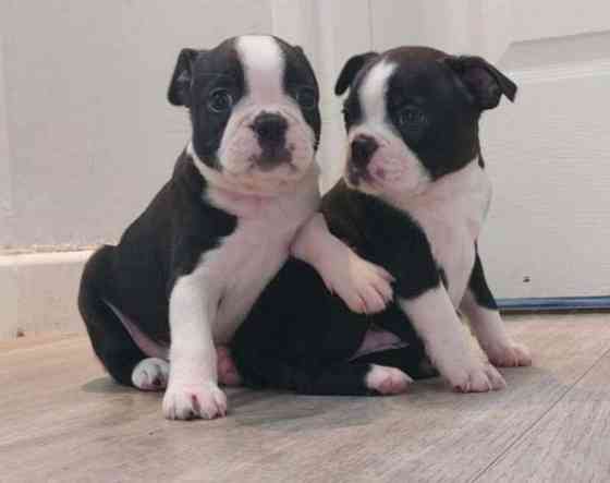 Boston Terrier Puppies Berlin