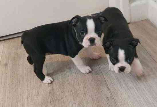 Boston Terrier Puppies Berlin