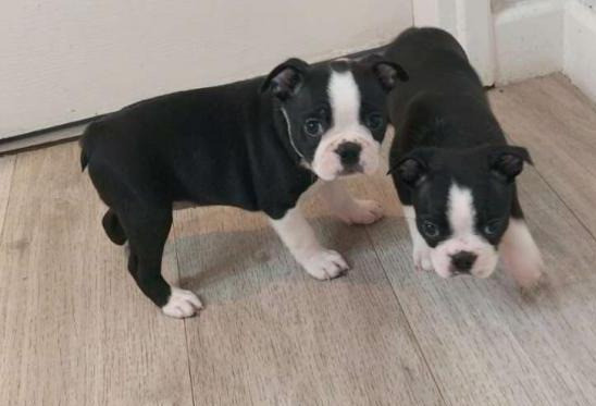 Boston Terrier Puppies Berlin - photo 1