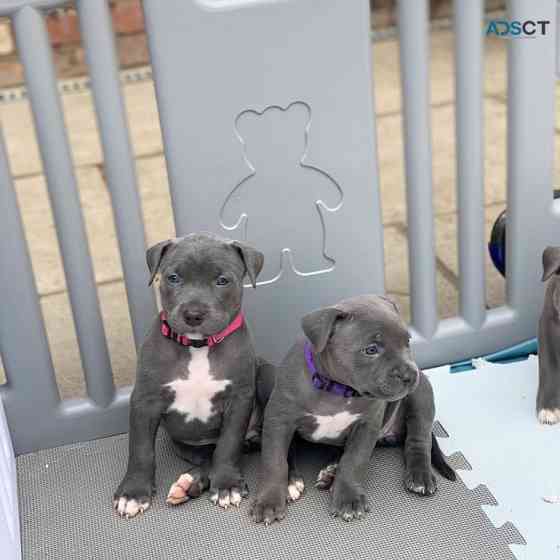 American Pitt Bull Terrier Puppies Berlin