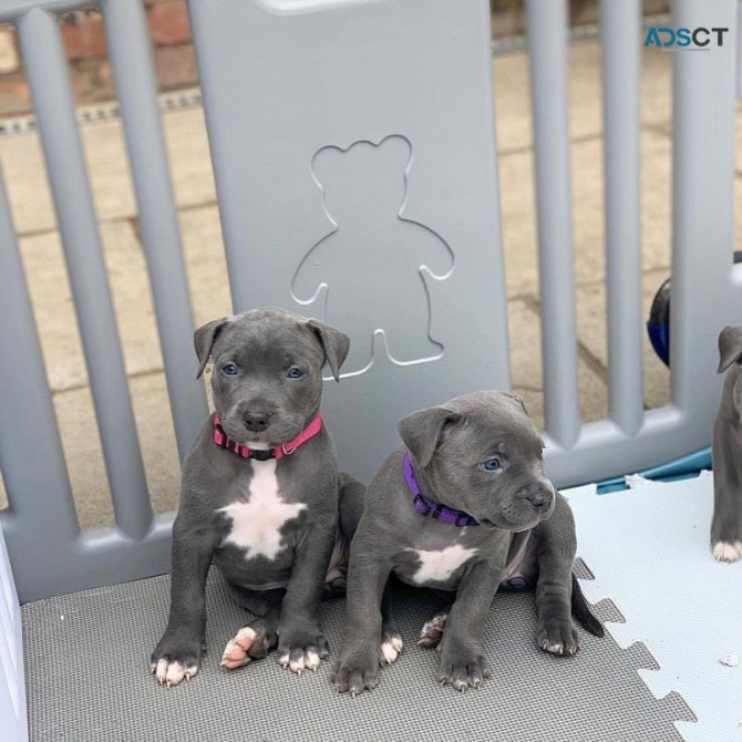 American Pitt Bull Terrier Puppies Берлин - изображение 1