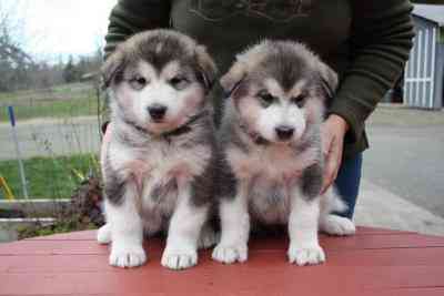 Alaskan Malamute Puppies Берлин