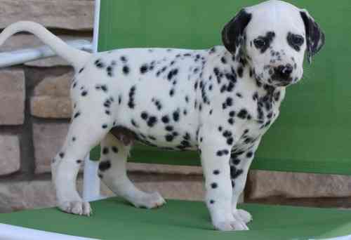 Dalmatian puppies Берлин