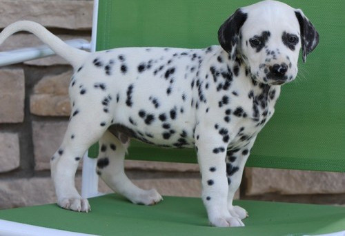 Dalmatian puppies Berlin - photo 1