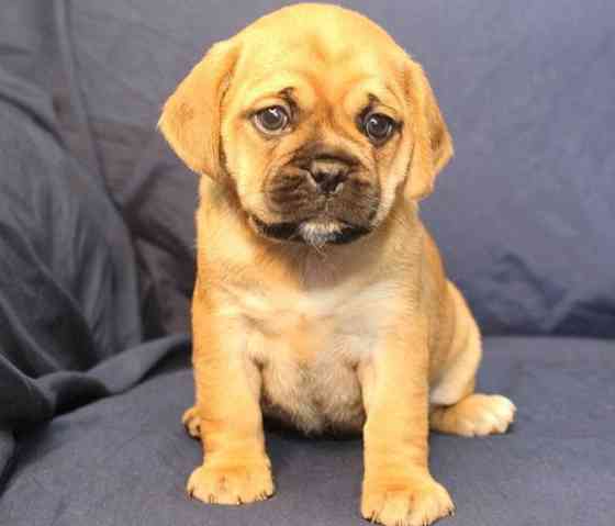 Puggle Puppies Berlin