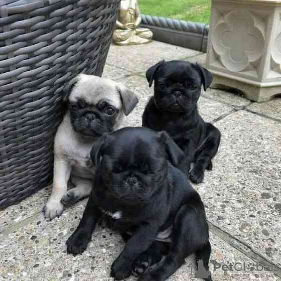 Pug Puppies Берлін