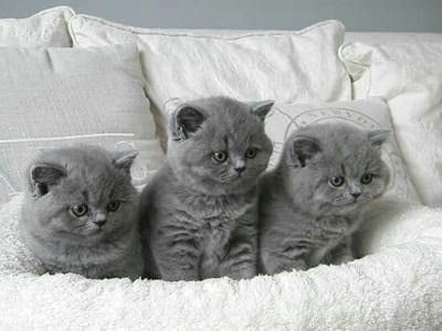 British Shorthair kittens Hamburg - photo 1