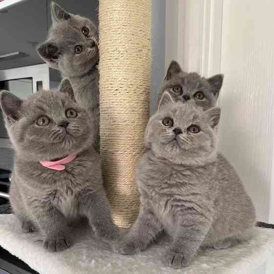 British Shorthair kittens Saarbruecken