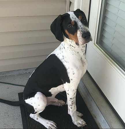 Treeing Walker hound Berlin - photo 1