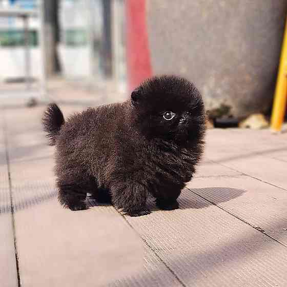 Pomeranian-Welpen Hamburg