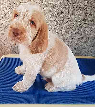 Spinone Italiano-Welpen Гамбург