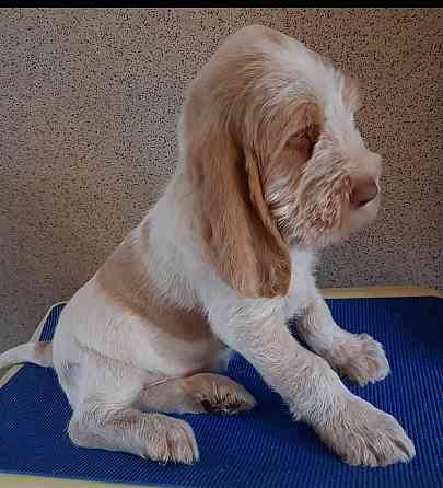 Spinone Italiano-Welpen Гамбург